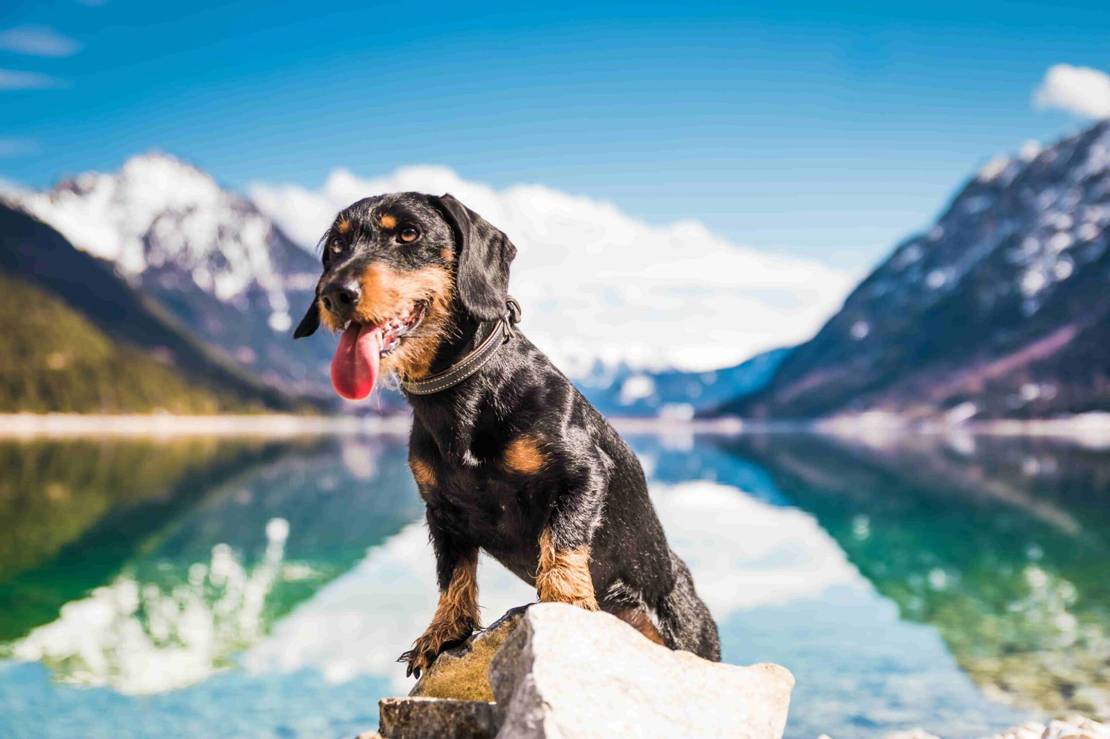 Ein Dackel sitzt vor dem Achensee und den umliegenden Bergen.