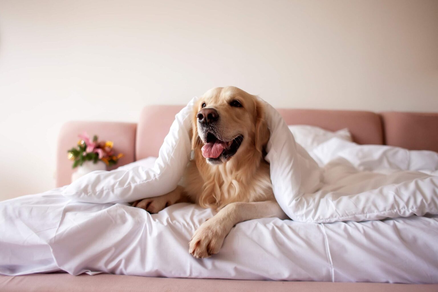 Ein Golden Retriever liegt in einem Bett unter der Decke.