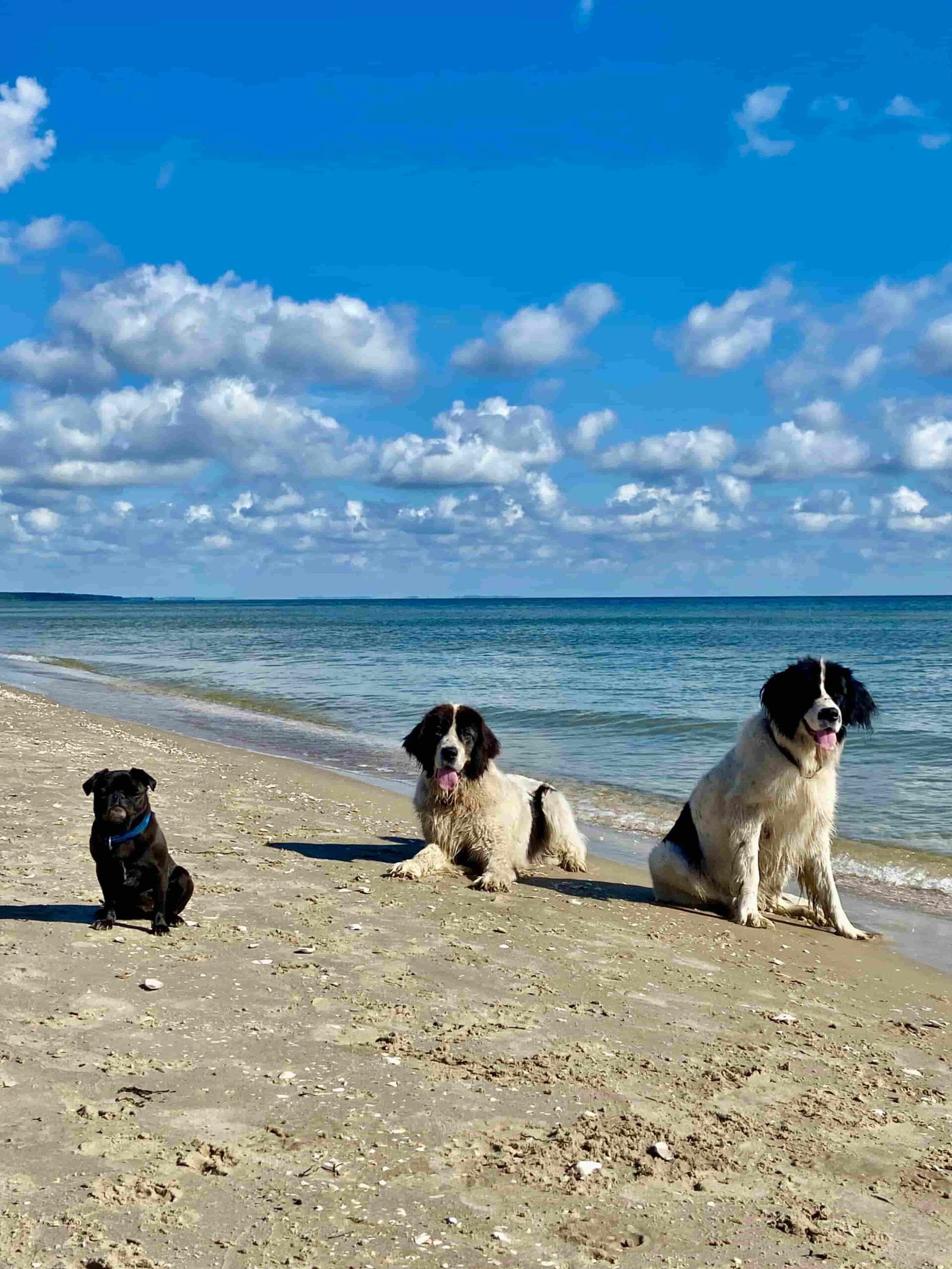 Drei Hunde sitzen an einem Strand in Usedom.